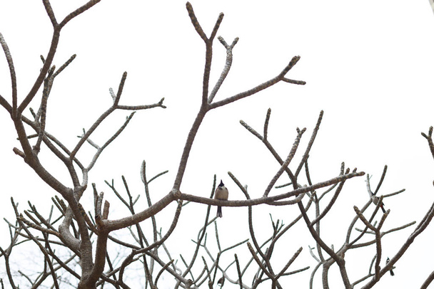 wróbel siedzący na gałęziach bez liści i gałązkach dziobających zima. - Zdjęcie, obraz