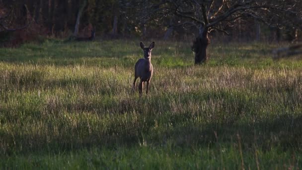 Bir geyik gün batımında çim tarlasında dikilir ve dikkatlice onu izler. - Video, Çekim