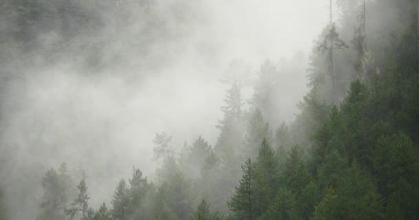 4 k horská mlha stoupá ráno, mlha stromy, Bomi County, tibet. - Záběry, video