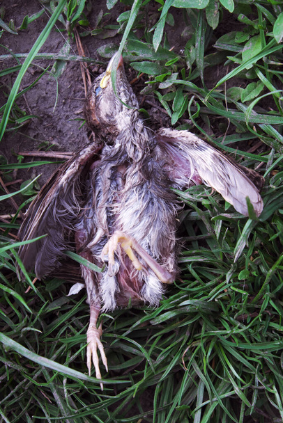 To malé vrabčí mládě vypadlo z hnízda a zemřelo. - Fotografie, Obrázek
