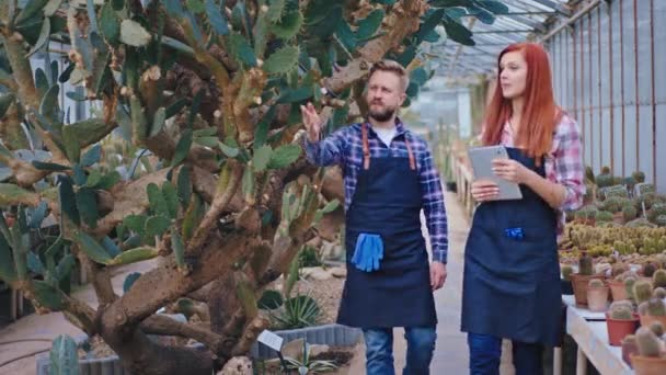 Two charismatic gardener woman with redhead and good looking man with a beard walking around in a agricultural greenhouse they analyzing the deck plants - Metraje, vídeo