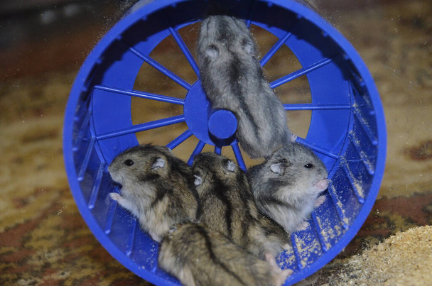 Lauter kleine Hamster. Nagetiere schlafen in einem Terrarium. Die gestreiften Mäuse sammelten sich in einem Haufen. Der Hamster kletterte nach oben. Kleine Haustiere. - Foto, Bild