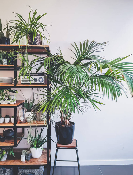 Urban jungle interior with an industrial open shelf cupboard filed with numerous house plants in pots such as cacti, hanging plants, etc - Photo, Image