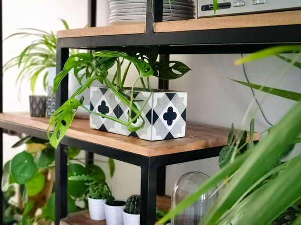 Industrieller offener Regalschrank mit zahlreichen Zimmerpflanzen in Töpfen wie einer Affenmaskenpflanze, die einen Indoor-Garten schafft - Foto, Bild