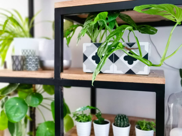 Industrieller offener Regalschrank mit zahlreichen Zimmerpflanzen in Töpfen für einen Indoor-Garten - Foto, Bild