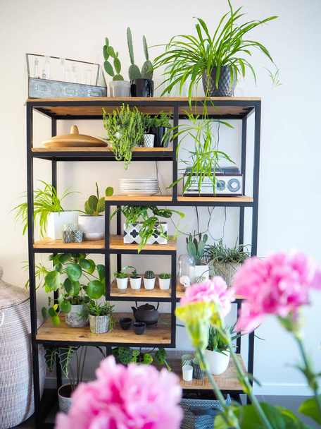 Light house interior with an industrial open shelf cupboard filled with numerous house plants in pots creating a green interior - Photo, Image