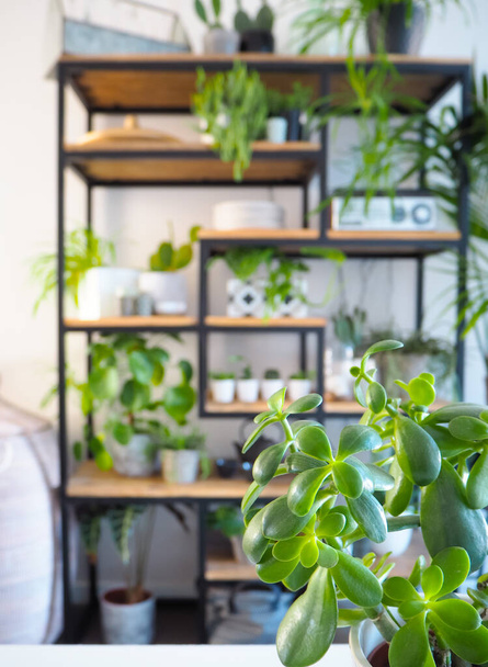 Grünes Interieur mit einem offenen industriellen Regalschrank, gefüllt mit zahlreichen Zimmerpflanzen in Töpfen, die einen Garten im Haus schaffen - Foto, Bild