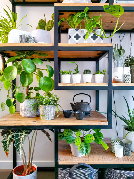Industrieller offener Regalschrank mit zahlreichen Zimmerpflanzen in Töpfen, die einen Indoor-Garten schaffen - Foto, Bild