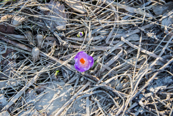Small beautiful purple wild flower in a field, mountain wintertime details, first spring flowers, crocus sativus or saffron plant - Photo, Image