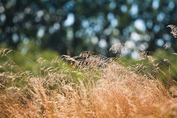 stengels van wild droog gras met zaden golf in tedere zomer wind, mooie, warme direct zonlicht, koele wazig bos achtergrond patroon met vrije ruimte bokeh - Foto, afbeelding