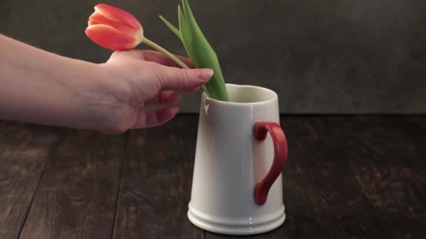 Woman puts pink spring tulip in white pitcher - Felvétel, videó
