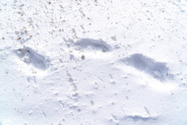 Pegadas na neve (série
) - Foto, Imagem