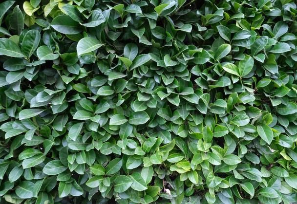 Fondo de hojas verdes frescas y brillantes, textura floral
 - Foto, imagen