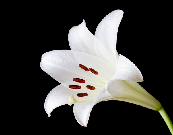 Flor de lirio blanco
 - Foto, Imagen