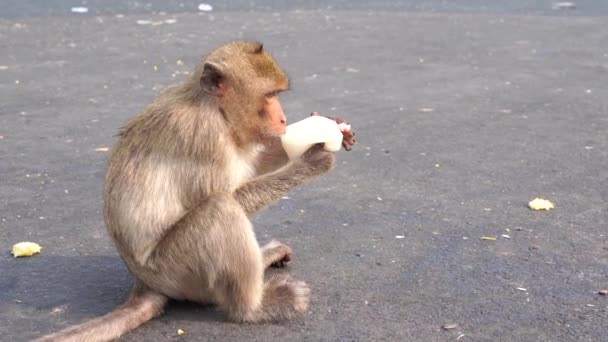 A thai monkey or Crab-eating macaque, Macaca Fascicularis Raffles eating milk and sitting and blur background in phra kal shrine, Lopburi THAILAND - Кадри, відео