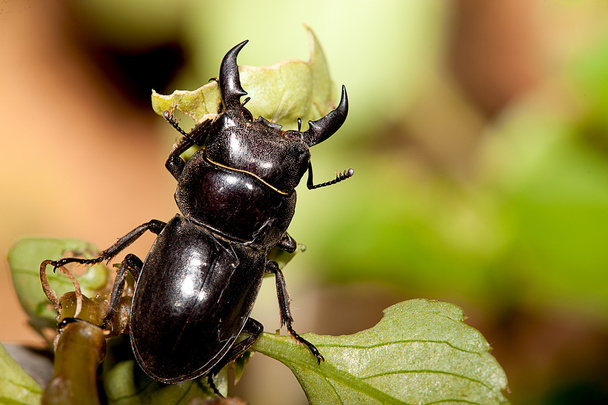 Rhinoceros beetle (Allomyrina dithotomus) with nice background green - Photo, Image