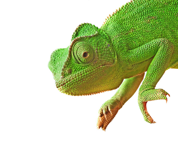 Detailní záběr chameleon - Fotografie, Obrázek