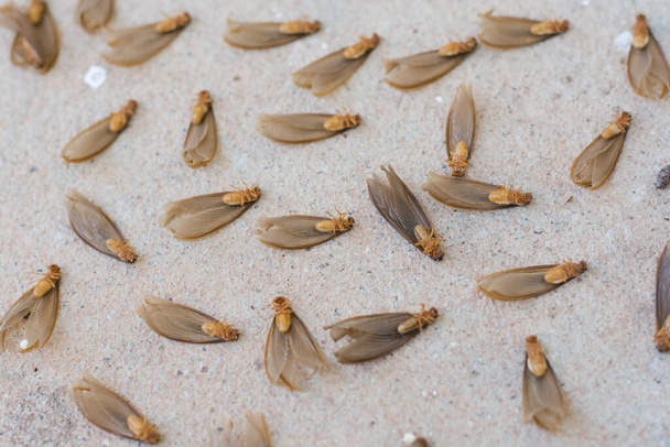 muchas de las termitas de alas marrones (alatos) en el suelo de cemento
 - Foto, imagen