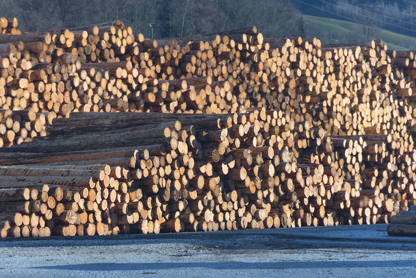 Tronchi d'albero abbattuti, tronchi di pino tagliati impilati in un deposito
 - Foto, immagini
