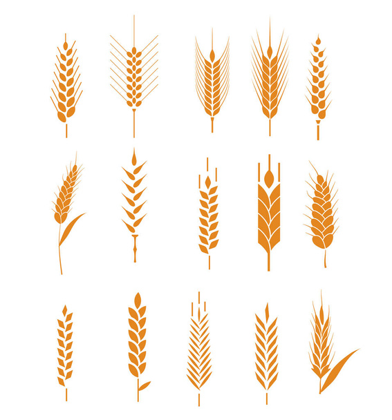 Иконка пшеницы, риса, кукурузы, овса, ржи, ячменя. Символы пшеничного хлеба. Органические, семена сельского хозяйства, растения и продукты питания, натуральное питание. Векторная иллюстрация
. - Вектор,изображение