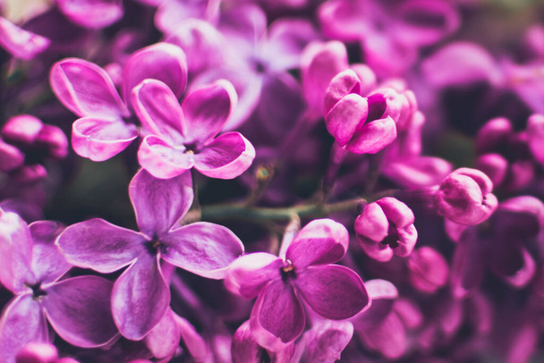 Kaunis kevät kukkia lila rakenne tausta. Syringa vulgaris. Hyvää äitienpäivää onnittelukortti. Kopioi tila. - Valokuva, kuva