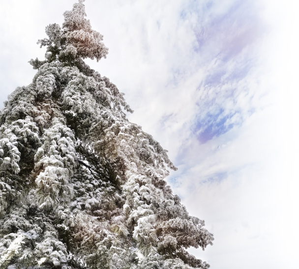 сосна со снегом - Фото, изображение