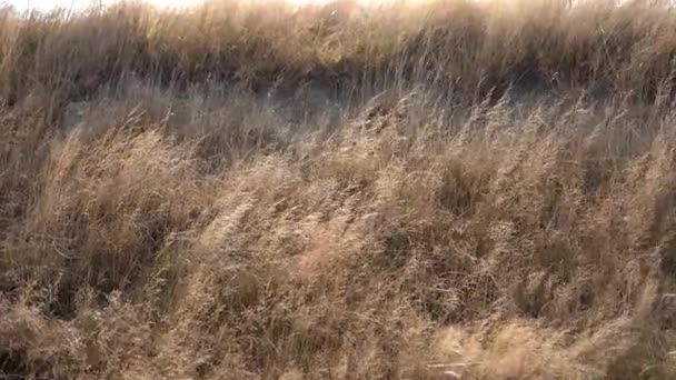 Grass flapping on the wind; Wild Grass sway on wind; 4K video - Materiaali, video