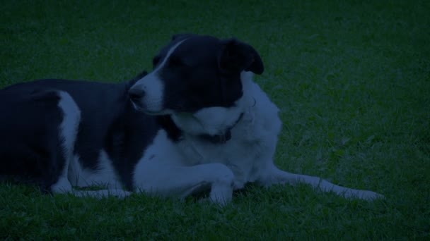 Σκύλος που βρίσκεται έξω αργά την ημέρα - Πλάνα, βίντεο