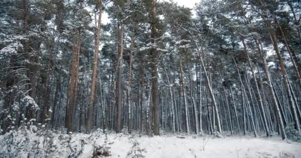 Hermosos pinos cubiertos de nieve en el bosque de invierno
 - Imágenes, Vídeo