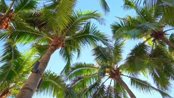 Sahilde gökyüzünün önündeki palmiye ağaçlarının manzaralı görüntüleri - Video, Çekim