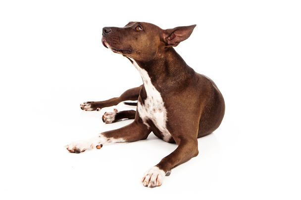 Pit bull mix kutya keres az oldalon - Fotó, kép