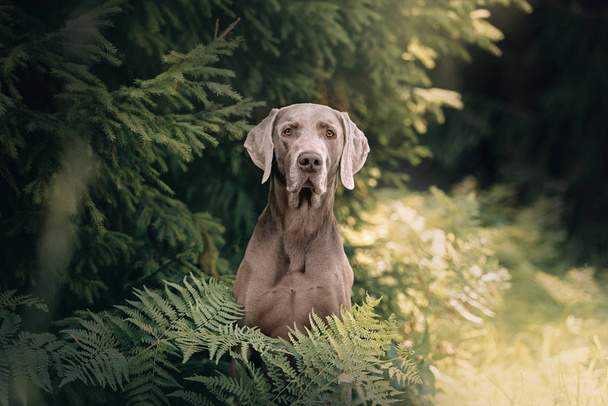 weimaraner dog portrait in the forest, close up - Fotoğraf, Görsel