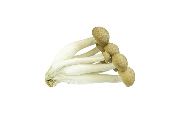 Japanese Brown Beech Mushrooms Buna Shimeji isolated on white - Photo, Image