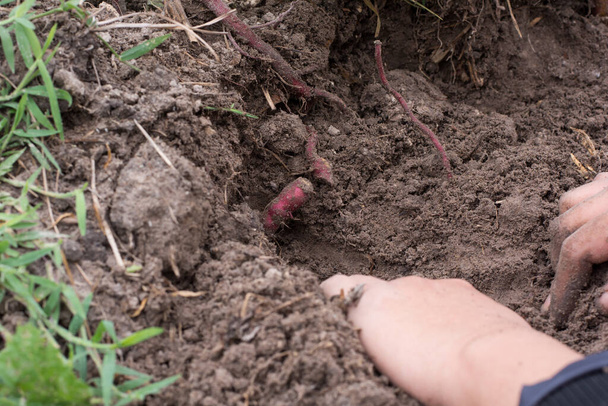cosecha de batata con fondo de suelo nativo
. - Foto, Imagen