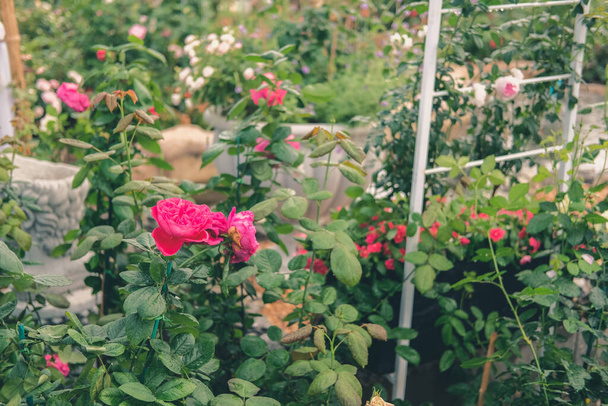 Ανθισμένο τριαντάφυλλο μεγαλώνει στον κήπο λουλουδιών. τριαντάφυλλα φυτό στο πάρκο - Φωτογραφία, εικόνα