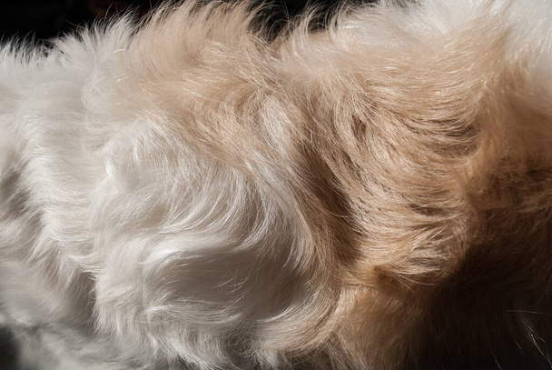 Φουντωτή γούνα ενός μεγάλου, λευκού και καφέ σκύλου. - Φωτογραφία, εικόνα