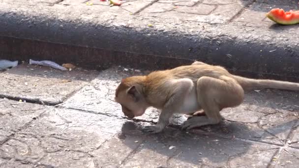 Un mono tailandés o macaco come cangrejos, Macaca Fascicularis Raffles Agua potable con gérmenes, contagio del virus sucio y sentado y en el santuario de phra kal, Lopburi TAILANDIA
 - Metraje, vídeo