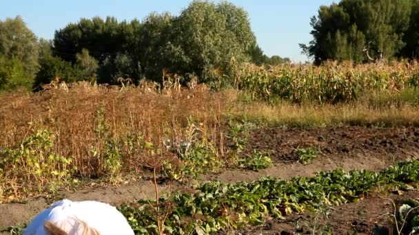 Женщина на земле выращивает маленький помидор
 - Кадры, видео