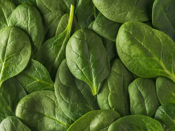Background of a large number of spinach leaves. Food for fitness. - Photo, image