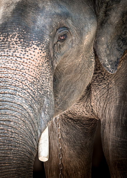 Azië olifant is huilen - Foto, afbeelding