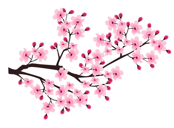 Kersenbloesem voorjaar bloem pictogram - Vector, afbeelding