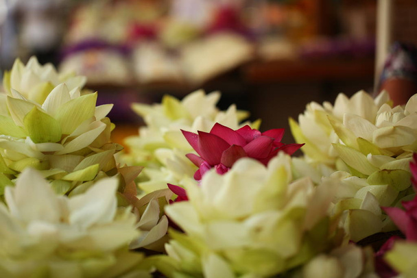 Vibrant  flower petals in garden  Sri Lanka - Photo, Image
