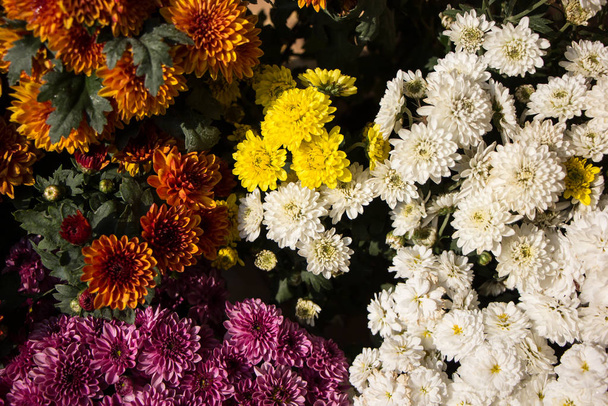 A close up photo of a bunch of chryzanthemum flowers - Fotografie, Obrázek
