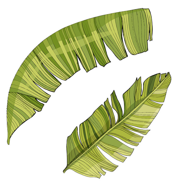 Folhas de palma tropicais, folha da selva Isolado no fundo branco
. - Vetor, Imagem