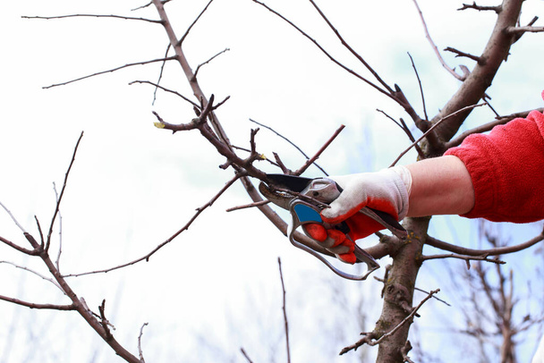 Spring pruning of fruit tree with garden shears - Foto, afbeelding