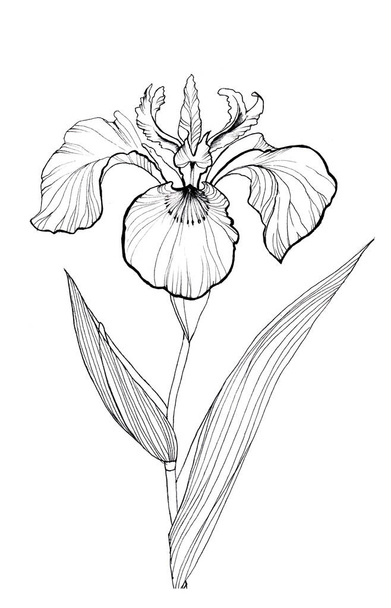 Irisblume handgezeichnet Liner - Foto, Bild