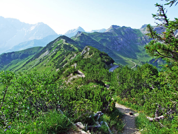 Vegetación perenne y arbustos de coníferas raramente bajos en las laderas de los Alpes de Liechtenstein - Schaan, Liechtenstein
 - Foto, Imagen
