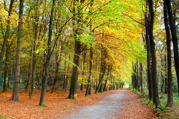 złota jesień w lesie - Zdjęcie, obraz
