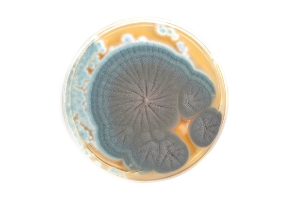 Грибы пенициллия на агарной пластине
 - Фото, изображение