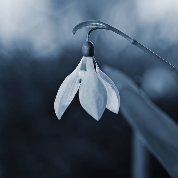 Schneeglöckchen Frühlingsblumen. schön blühend im Gras bei Sonnenuntergang. Die zarte Schneeglöckchen-Blume ist eines der Frühlingssymbole. (Amaryllidaceae - Galanthus nivalis) - Foto, Bild